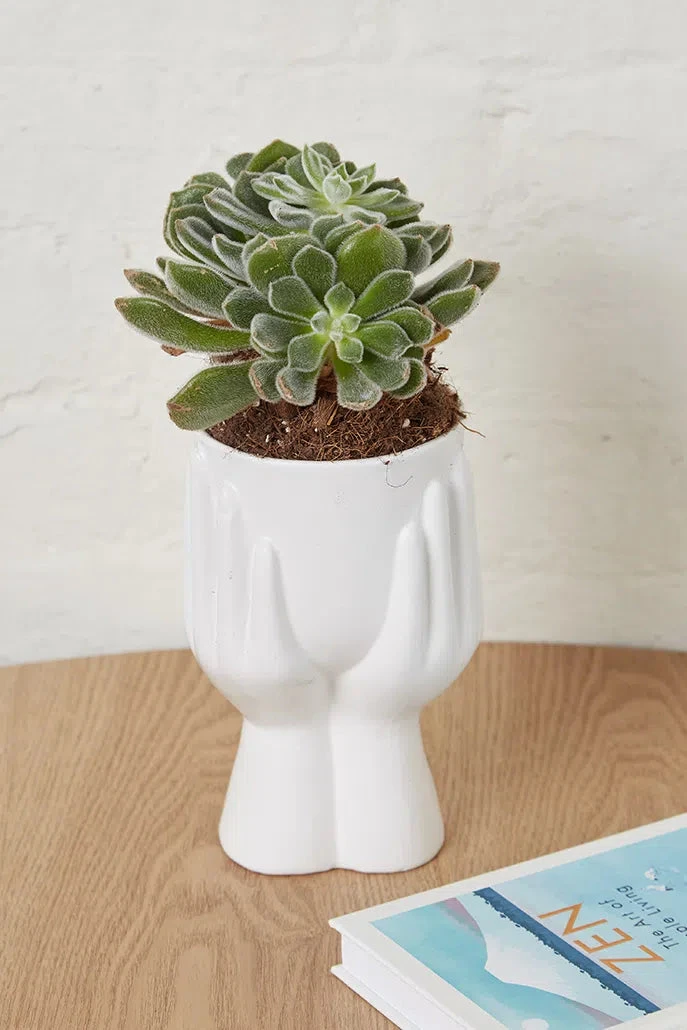 Hand Planter White - 








  

  

  

  

  

  

  

  

  

  

  

  

  

  

  

  

  

  

  

  

  

  

  

  

  

  

  

  

  

  

  

  

  

  

  

  
    
    


   White

