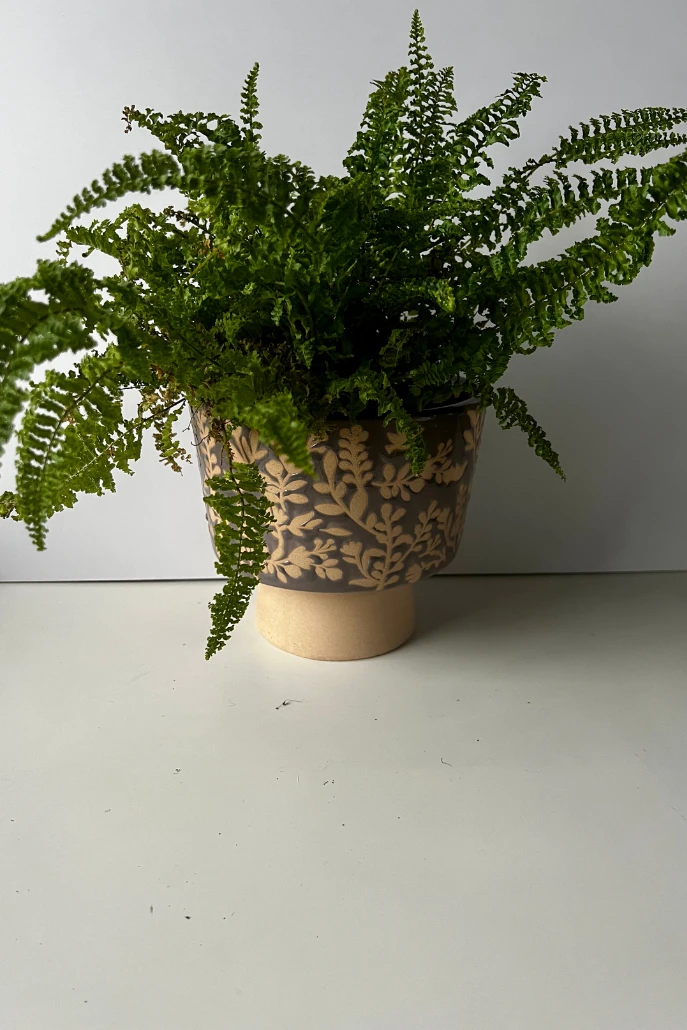 Large Flower Embossed Planter - 








  

  

  

  

  

  

  

  

  

  

  

  

  

  

  

  

  

  

  

  

  

  

  

  

  

  

  

  

  

  

  

  

  

  

  

  

  

  

  

  

  

  

  

  

  

  

  

  

  

  

  

  

  
    
    


  grey

