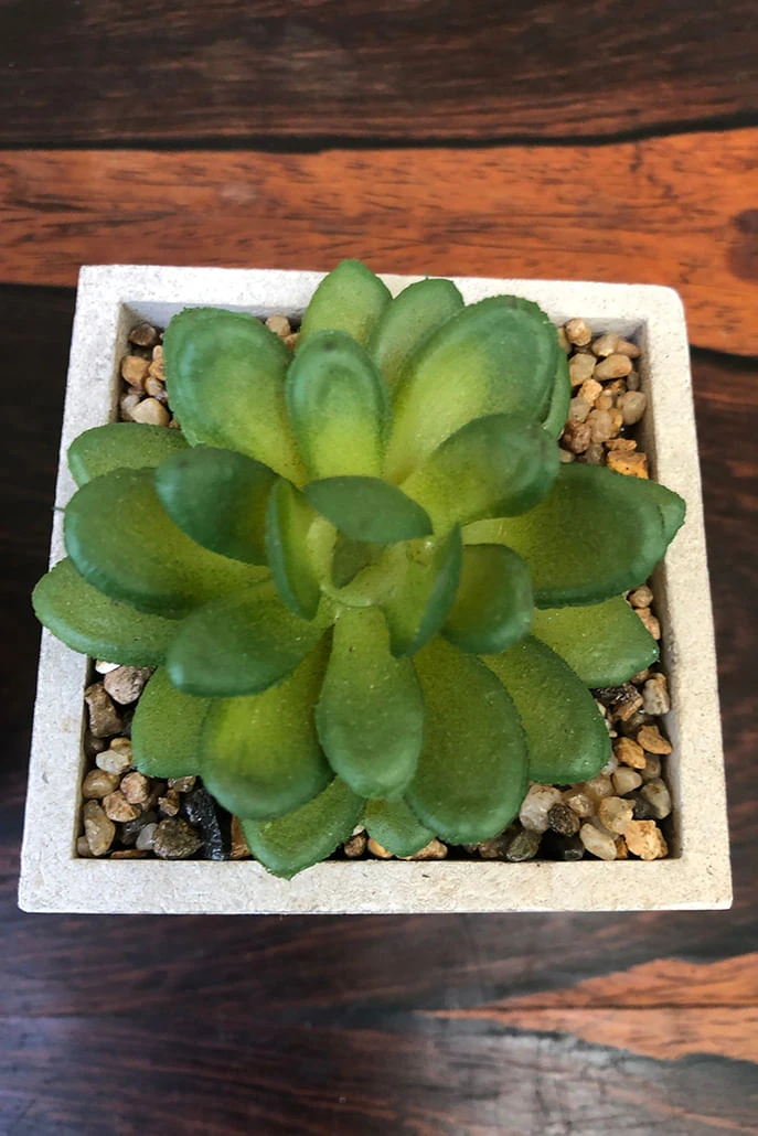 Set Of Faux Potted Succulents - 








  

  

  

  

  

  

  

  

  

  

  

  

  

  

  

  

  

  

  

  

  

  

  

  

  

  

  

  

  

  

  

  

  

  

  

  

  

  

  

  

  

  

  

  

  

  

  

  

  

  

  

  

  

  

  

  

  

  

  

  

  

  

  

  

  

  

  

  

  

  

  

  

  



  

