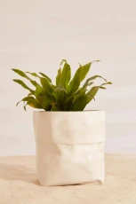 Small White Ceramic Paper Bag Planter - 








  

  

  

  

  

  

  

  

  

  

  

  

  

  

  

  

  

  

  

  

  

  

  

  

  

  

  

  

  

  

  

  

  

  

  

  
    
    


   White

