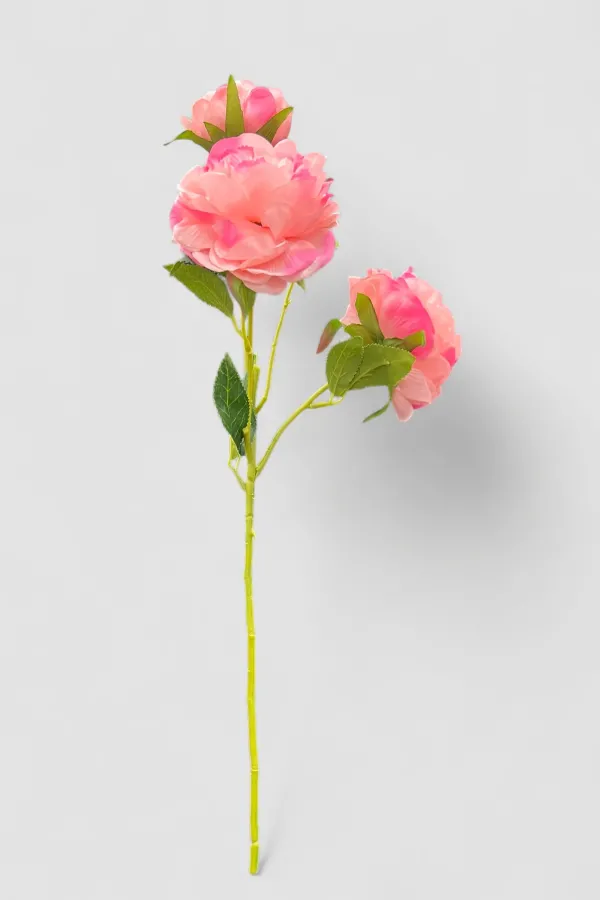 Variegated Pink Head Rose Stem